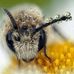 Shane the Bee Maiden - Facebook
