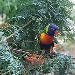 Shane McGill - @_weratebirds_ - Instagram