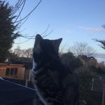 shane mclellan - @barney_the_inster_cat - Instagram