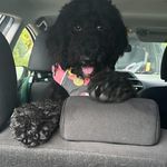 Shane Mellott - @shaneof_thedead - Instagram