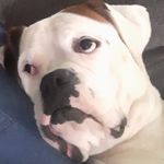 Shane Melton - @shanemelton22 - Instagram