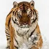 shanementzer3 - @shane.mentzer23 - TikTok