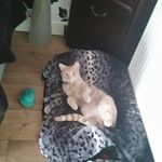 Shane Mullen - @shanetaz - Instagram