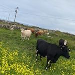 Shane Mullen - @shane_mullens06 - Instagram