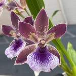 Shane Nagle - @orchidsunderlights - Instagram