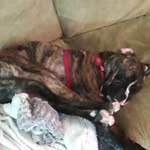 Shane Nielson - @shane.nielson - Instagram