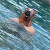 Shane O’Connor - @shane.oconnor.11 - TikTok