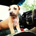 Shane pacheco-carlos - @its_so_fluffiy - Instagram