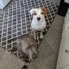 shanepeacock361 - @shanepeacock361 - TikTok