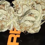 Shane Presley - @canopy_crawler - Instagram