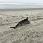 Shane Purdy - @shanep583 - Instagram