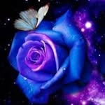 Shane Revill - @shane_1956 - Instagram