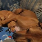 Shane Robbins - @robbinsroaddogs - Instagram