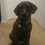 shane sheets - @rabidgroundhog - Instagram