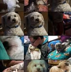 Shane Simpson - Facebook