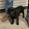 Shane Smithhart941 - @nelliathepuppy - TikTok