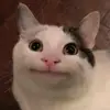 shane stacy - @shane.stacy4 - TikTok