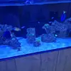 shane.thorpe - @thorpesreef - TikTok