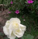 Chinna Volimireddy - Facebook