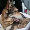 Shane Vosburgh - @shane.vosburgh - TikTok