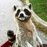 Shane Voyles - @voylesshane - Instagram