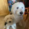 Zoey bear & Bella Boo - @shaneweitzel - TikTok