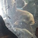 Shane Westbrook - @torqkin - Instagram