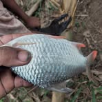 Mancing Boncos Chanel - Facebook