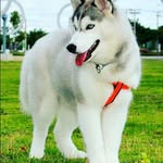 Shania Ali - @shaniaalis.m - Instagram