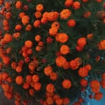 Shankar Tyagi - Facebook