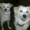 shannacarson - @shannacarson - TikTok
