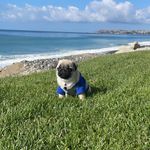 Shannon Ames - @the_pug_allie - Instagram
