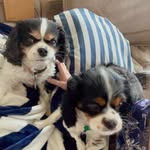 Shannon Angus - @cavaliercuties44 - Instagram