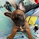Shannon & Anthony - @dantethefrenchiebk - Instagram