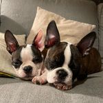 Shannon Barbee - @bobo_and_franklin_boston_bros - Instagram