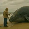 Animal Rescue - @shannonbeane - TikTok