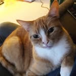 Shannon Bemis - @sarcastic_shantastic - Instagram