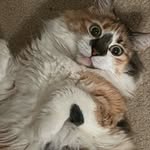 Shannon Benbow - @snickers_thecat1 - Instagram