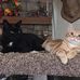 Amy Shannon-Bisbee - Facebook