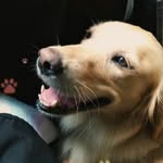 Shannon_Blaney - @blaney_dog_walking_ - Instagram
