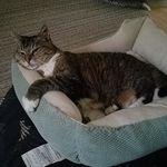 Shannon Bronson - @bronsm13 - Instagram