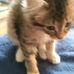 Shannon Caffee - Facebook