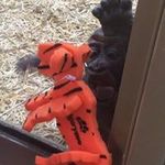 Shannon Collard - @hangin_with_fuzzies - Instagram