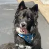 Shannon Craddock - @milo_the_pomsky - TikTok