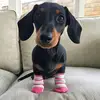 Shannon dodds - @shannondodds7 - TikTok