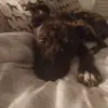 shannonabeljosiedrew11 - @shannonabeljosiedrew11 - TikTok