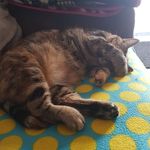 Shannon Driver - @shannonkittykatdriver - Instagram