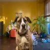 Shannon Forster - @shannon.forster - TikTok