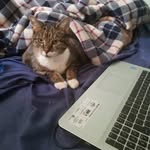 Shannon Frame - @frameshannon46 - Instagram