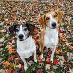 Shannon Frame, CPDT-KA - @frameofminddogtraining - Instagram